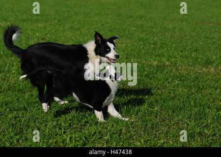 Di Border Collie, dado con i cuccioli, esegui, vista laterale, riproduzione, Foto Stock