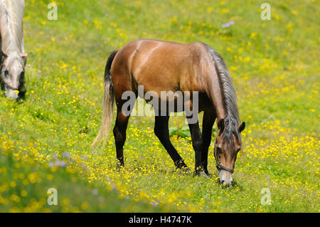 Cavalli domestici, Equus ferus caballus, in piedi, vista laterale, flower meadow, paesaggio, Foto Stock