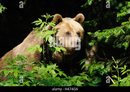 Orso bruno Ursus arctos, ritratto, vista laterale Foto Stock