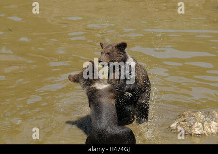 Orso bruno, Ursus arctos, giovani animali, acqua, con testa, play, Foto Stock