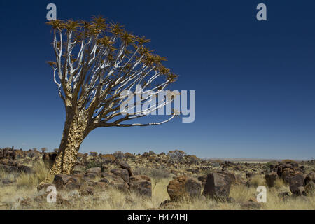 Africa, Namibia, regione Karas Keetmanshoop, quiver tree con legno di Keetmanshoop, quiver tree, Quivertree Forest, Foto Stock