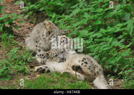 I leopardi delle nevi, Uncia uncia, animali giovani, giacciono, spalle, con testa, Foto Stock