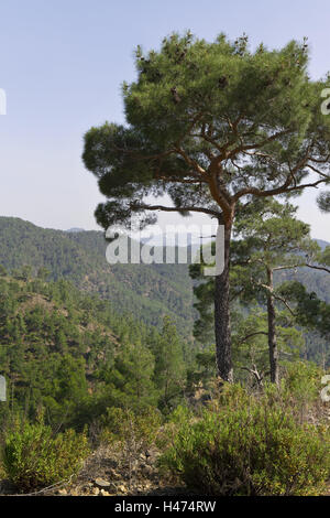 Isola di Cipro, monti Troodos, paesaggio forestale, per Südzypern, in greco, il sud, l'Europa, l'Europa, alberi, boscosa, flora, montagne, in greco, verde isola, paesaggi, natura, piante, del mondo, Meridionale, Europa sud, a Südzypern, Troodos, moun Foto Stock