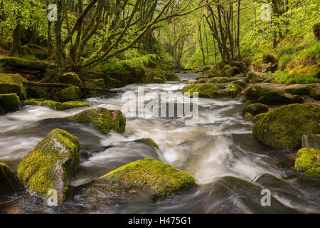 Il fiume Fowey fluente attraverso il muschio coperto di boschi a Golitha Falls, Cornwall, Inghilterra. Molla (maggio) 2015. Foto Stock