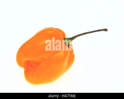 Giallo Habanero, peperoncino, Capsicum annuum Foto Stock