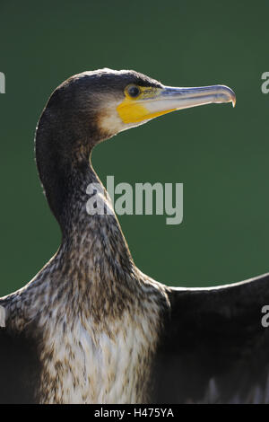 , Cormorano Phalacrocorax carbo, ritratto, vista laterale Foto Stock