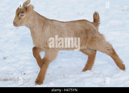 Boer capra, giovane animale, vista laterale, esecuzione Foto Stock