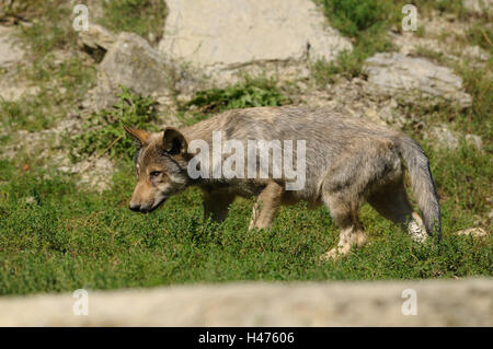 Timberwolf, Canis lupus lycaon, cucciolo, prato, vista laterale, eseguire, Germania, Foto Stock