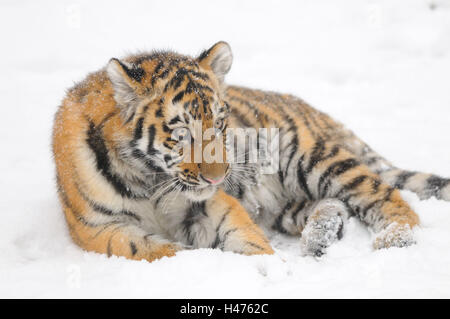 Tigre Siberiana, Panthera tigris altaica, giovane animale, neve, vista laterale, sdraiato, Foto Stock