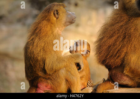 La Guinea babbuini, Papio papio, madre con animale giovane, luce della sera, vista laterale, seduta, Foto Stock