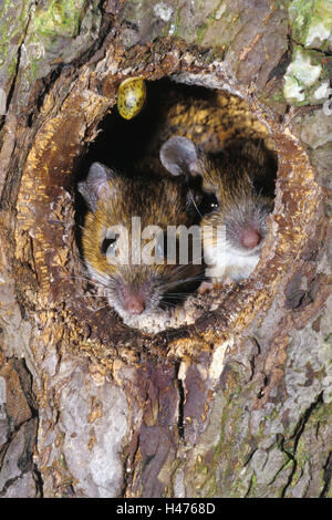 Topi di legno, Apodemus sylvaticus, giovane, in foro albero, Foto Stock