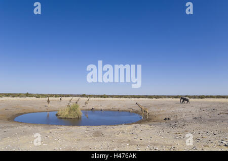 Africa, Namibia, il Parco Nazionale di Etosha, foro per l'acqua, giraffe, elefanti, Foto Stock