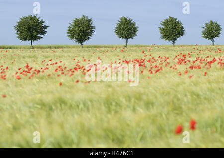 Campo di orzo con mais fiori di papavero e la fila di alberi in background, Hordeum vulgare, Papaver rhoeas, Foto Stock