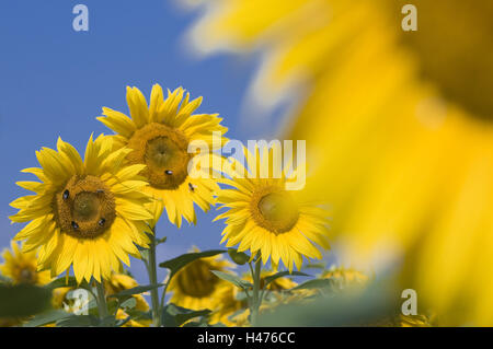 Girasoli, fiorisce con api e bombi, Foto Stock