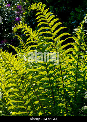 Vista retroilluminato di felci di una specie di piante vascolari che si riproducono tramite spore e non hanno né semi né fiori Foto Stock