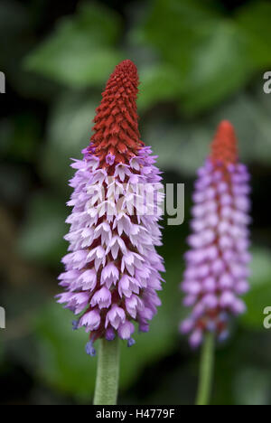 Orchid primrose, Primula vialii, blossom, Foto Stock