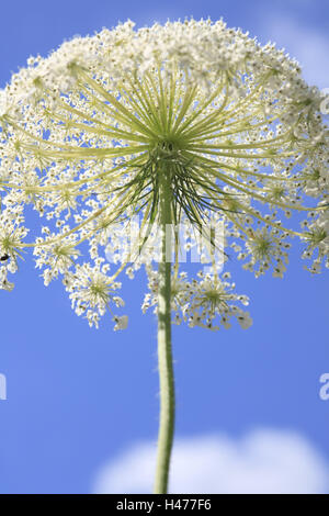 Carota selvatica da sotto contro il cielo blu, Foto Stock