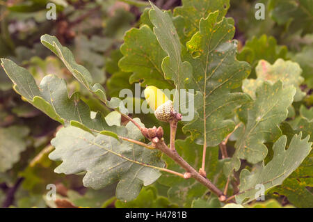 Acorn verde a fine estate su un albero di quercia Foto Stock