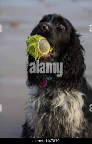 English cocker spaniel con una sfera sulla spiaggia Foto Stock