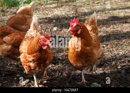 Salvataggio ibrido polli Foto Stock
