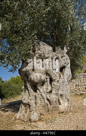 Spagna Isole Baleari Maiorca, vecchio Olivo, Foto Stock