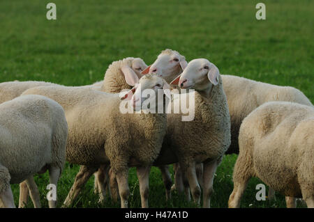 Gli animali domestici delle specie ovina, Ovis orientalis aries, prato, Foto Stock