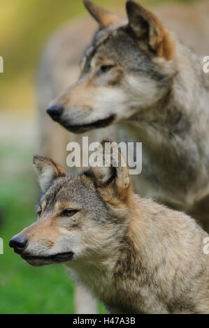 Timberwölfe, Canis lupus lycaon, metà ritratto, vista laterale Foto Stock