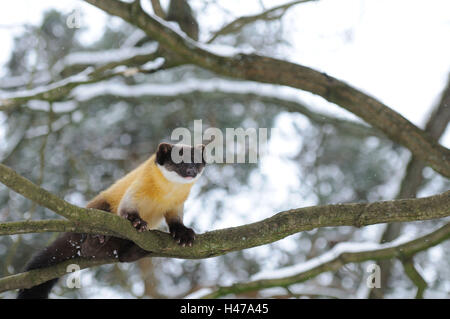 Marten colorati, Martes flavigula, ramo, neve Foto Stock