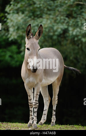 A Somali asini selvatici, Equus africanus somalicus, stand, con testa, Foto Stock