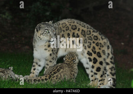 I leopardi delle nevi, Uncia uncia, madre animale, giovane animale, infermiere, Foto Stock