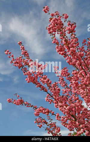 Germania, Baden-Württemberg, Luisenpark, la molla, la fioritura di un albero, fiore di ciliegio, Foto Stock