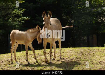 A Somali asino selvaggio, Equus africanus somalicus, madre animale con il puledro, Foto Stock