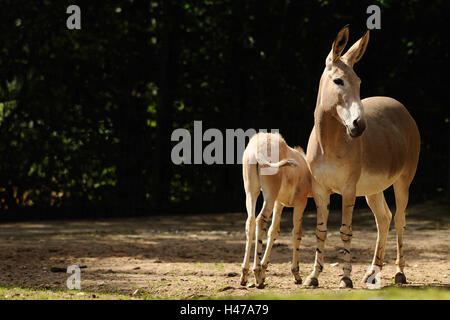 A Somali asino selvaggio, Equus africanus somalicus, madre animale con il puledro, Foto Stock