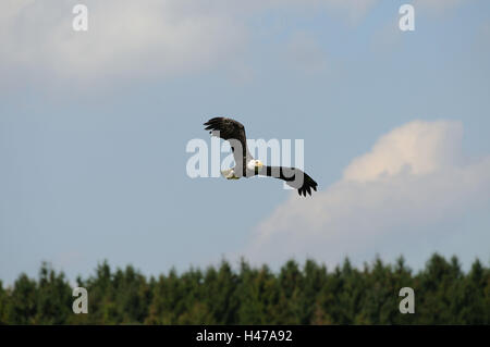 Testa bianca lago di aquile, Haliaeetus leucocephalus, volare, Foto Stock