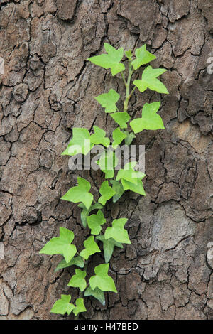 Ivy, albero, pianta rampicante, impianti trunk, formato verticale, Germania, foglie, verde Foto Stock