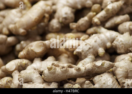 Lo zenzero noduli, gingers, Zingiber officinale, Foto Stock