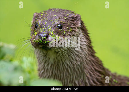 Close up ritratto di unione Lontra di fiume (Lutra lutra) in stagno coperto di lenticchie d'acqua Foto Stock