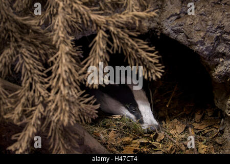 Europea (Badger Meles meles) dormire in den / imp nella foresta di conifere Foto Stock