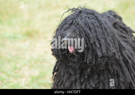 Spesso i riccioli di nero su un nero puli cucciolo di cane. Foto Stock