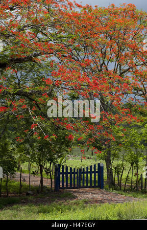 Provincia Puntarenas, Costa Rica, flame tree, Delonix regia, Foto Stock