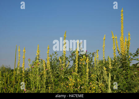 A FIORE PICCOLO GRANDE mullein, Foto Stock