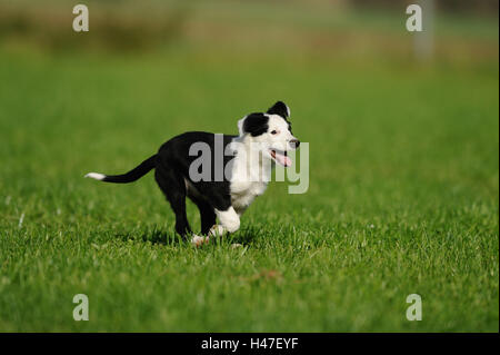 Di Border Collie, cucciolo, esegui, vista laterale Foto Stock