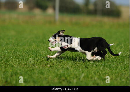 Di Border Collie, cuccioli, esegui, vista laterale Foto Stock