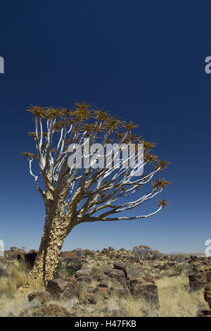 Africa, Namibia, regione Karas Keetmanshoop, quiver tree con legno di Keetmanshoop, quiver tree, Quivertree Forest, Foto Stock