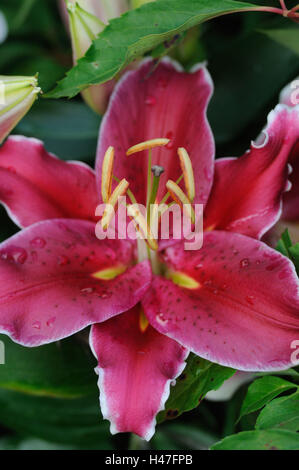 Lily, Lilium, rosso, frontiere, concentrarsi sull'Vordergrung, Germania, Foto Stock