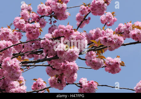 Ciliegia giapponese, Prunus serrulata, orientale ciliegia, Austria, Foto Stock