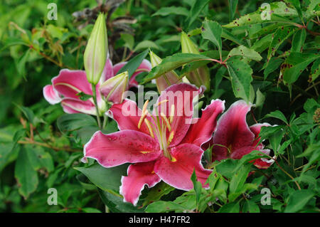 Lily, Lilium, rosso, frontiere, concentrarsi sull'Vordergrung, Germania, Foto Stock