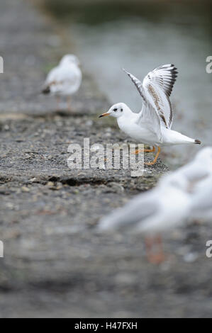 A testa nera gabbiano, Larus ridibundus, vista laterale, lo sbarco, Foto Stock