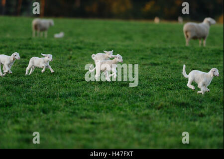 Gli animali domestici delle specie ovina, Ovis orientalis aries, agnelli, vista laterale, esecuzione Foto Stock