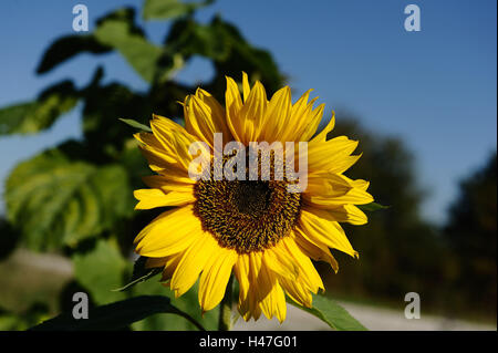 Girasole, Helianthus annuus, blossom, Franconia, Baviera, Germania, Foto Stock